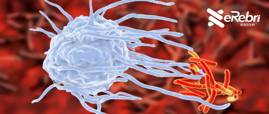 國自然熱點(diǎn)：巨噬細(xì)胞最新研究思路都在這，你確定不進(jìn)來看看？